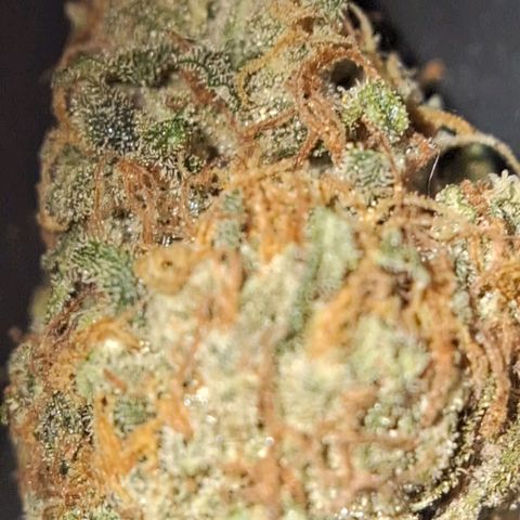 Wedding Cake Zé Seeds growlog photo: :)