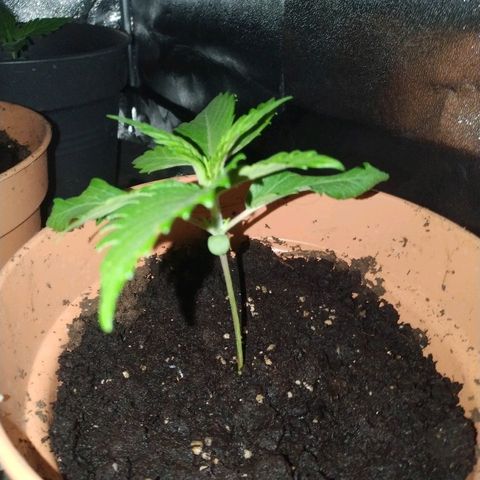 Critical #1 growlog timeline photo