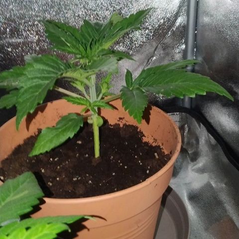 Critical #1 growlog timeline photo