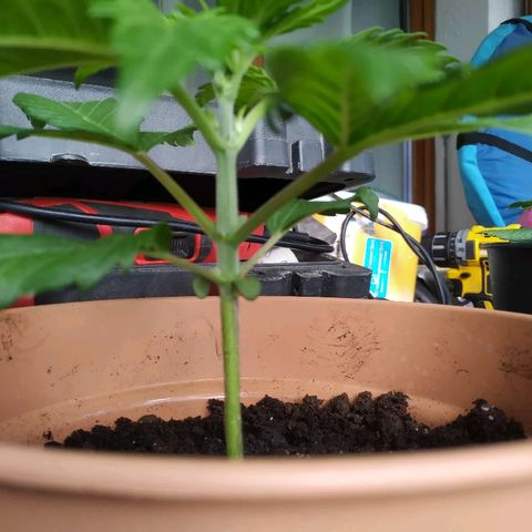 Critical #1 growlog timeline photo