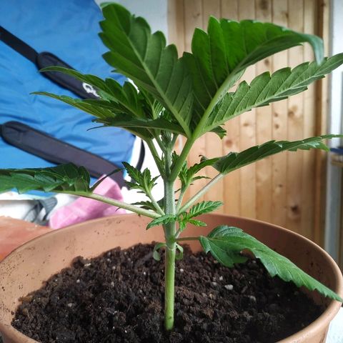Critical #1 growlog timeline photo