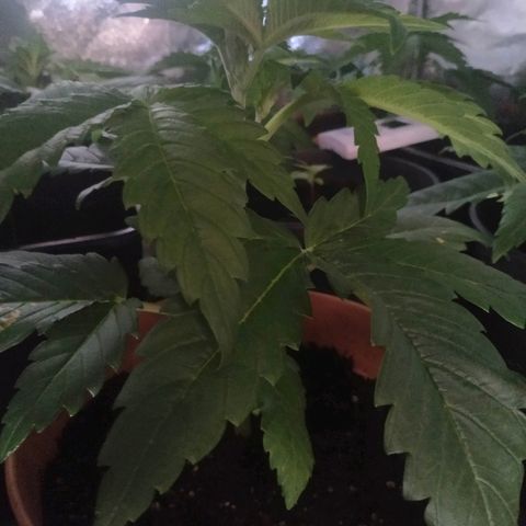 Critical #1 growlog timeline photo