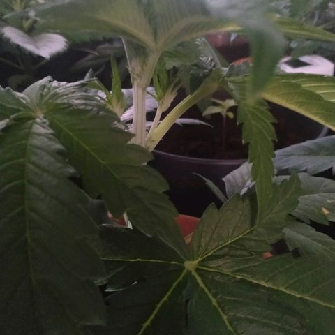 Critical #1 growlog timeline photo