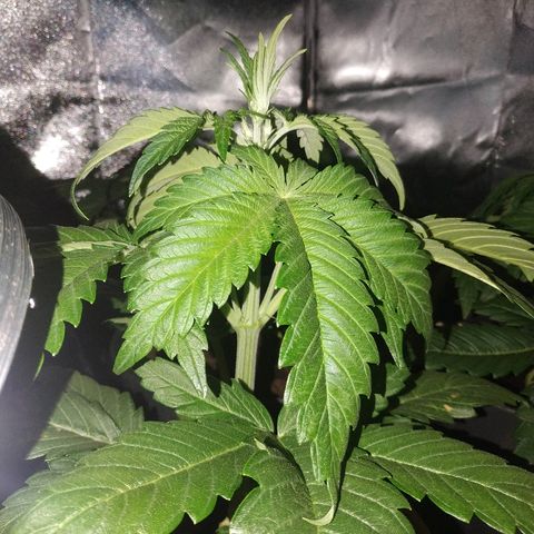 Critical #1 growlog timeline photo