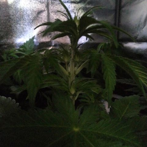 Critical #1 growlog photo: Pistilles de + en + nombreux