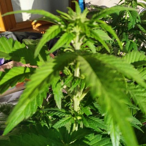 Critical #1 growlog timeline photo