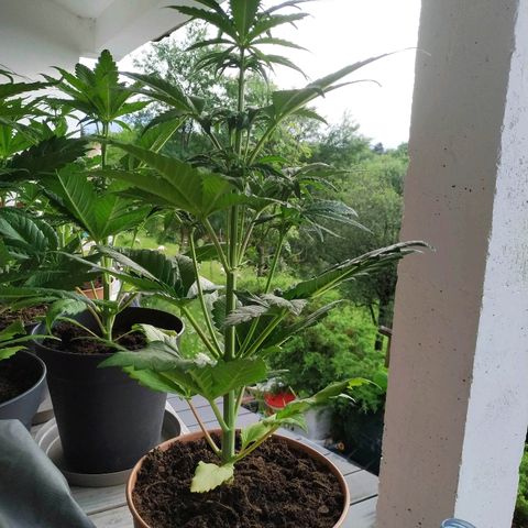 Critical #1 growlog timeline photo