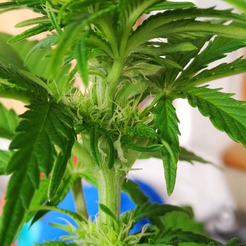 Critical #1 growlog timeline photo