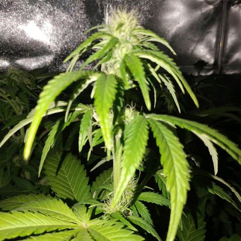 Critical #1 growlog timeline photo