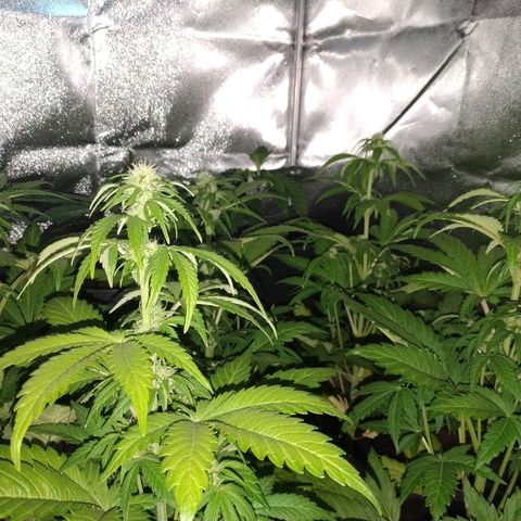 Critical #1 growlog timeline photo