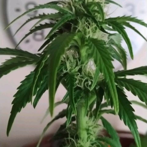 Critical #1 growlog timeline photo