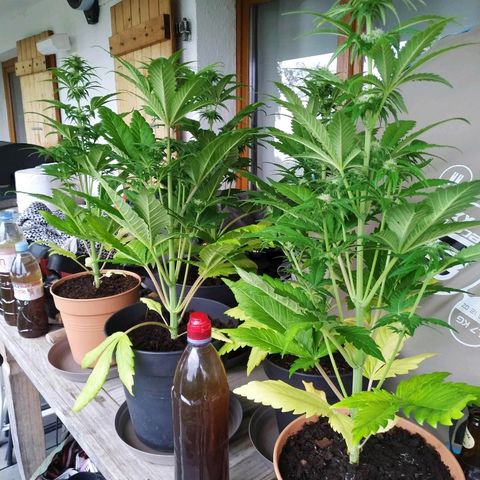 Critical #1 growlog timeline photo