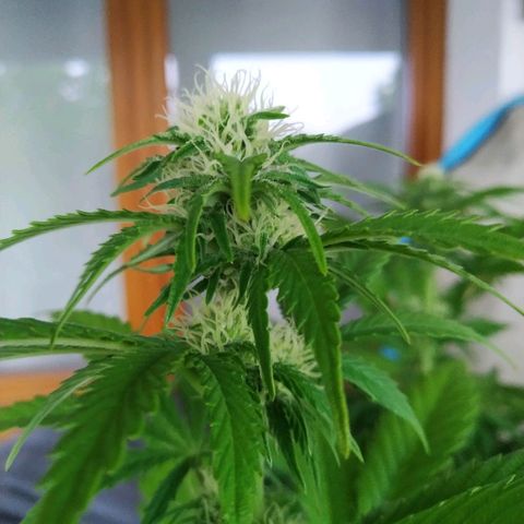 Critical #1 growlog timeline photo
