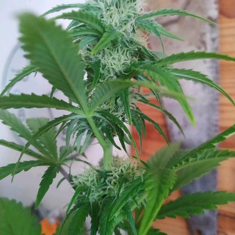 Critical #1 growlog timeline photo