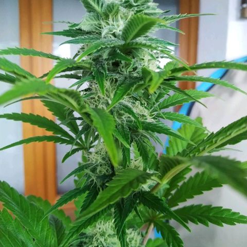 Critical #1 growlog timeline photo