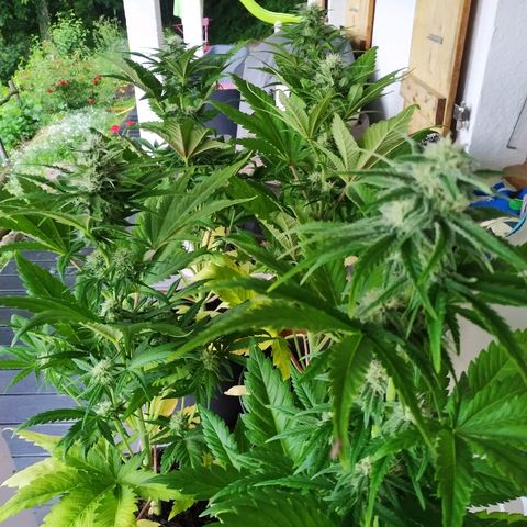 Critical #1 growlog timeline photo