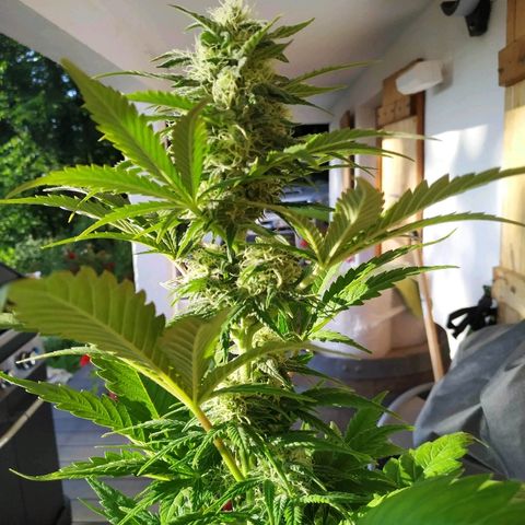Critical #1 growlog timeline photo