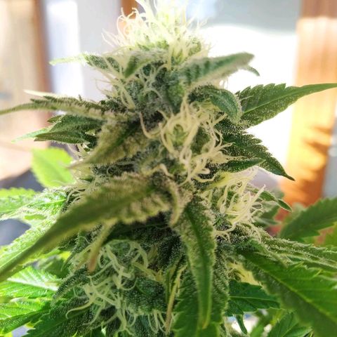 Critical #1 growlog timeline photo