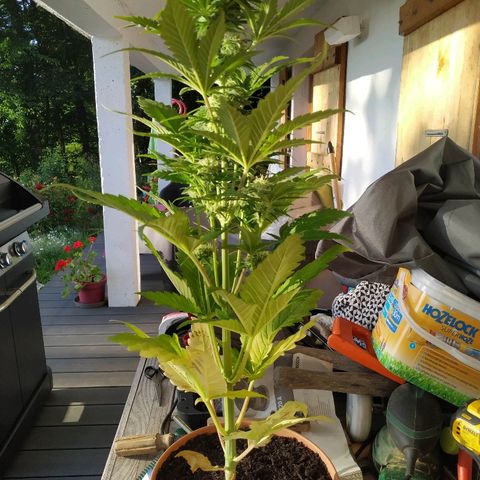 Critical #1 growlog timeline photo