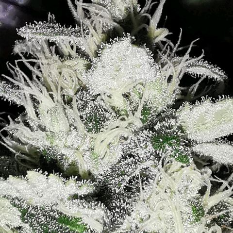 Critical #1 growlog timeline photo