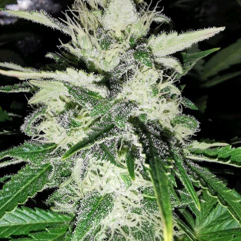Critical #1 growlog timeline photo