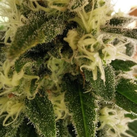 Critical #1 growlog timeline photo