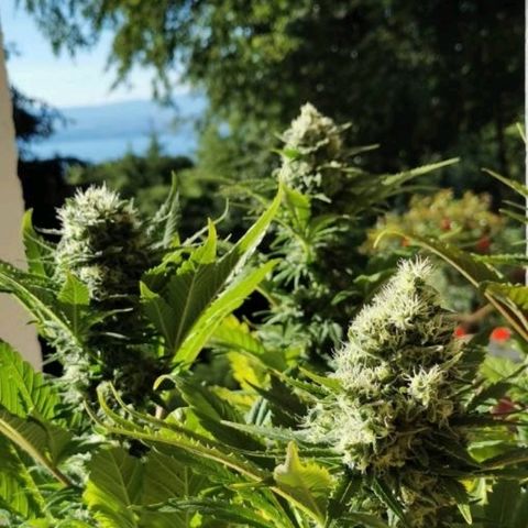 Critical #1 growlog timeline photo