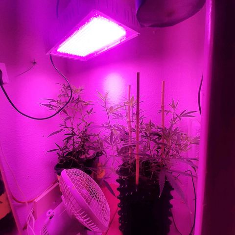 Helga growlog timeline photo
