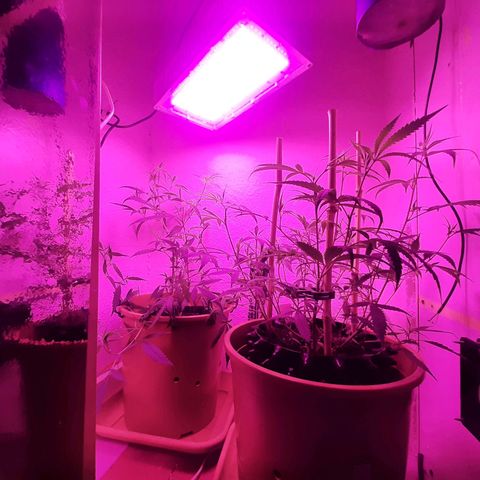 Helga growlog photo: Umtopfen in 14L 
//ENDTOPF//