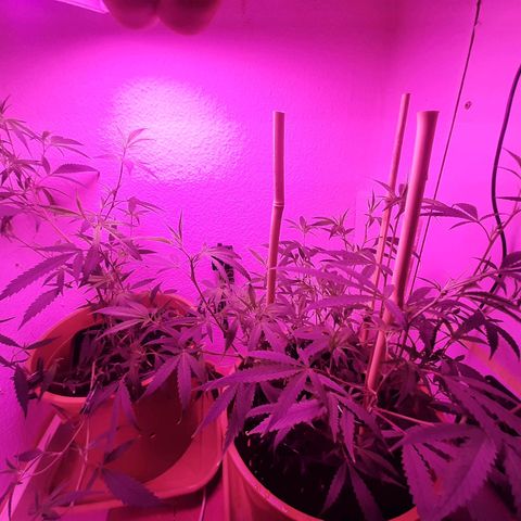 Helga growlog photo: Umtopfen in 14L 
//ENDTOPF//