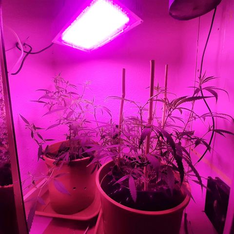 Helga growlog photo: Umtopfen in 14L 
//ENDTOPF//