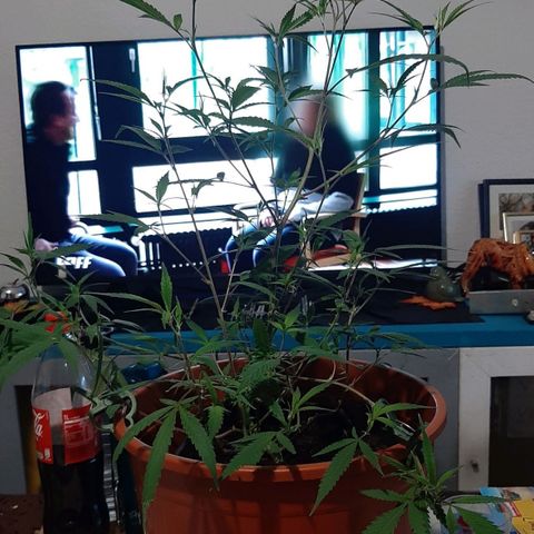 Helga growlog timeline photo