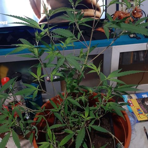 Helga growlog photo: Umtopfen 