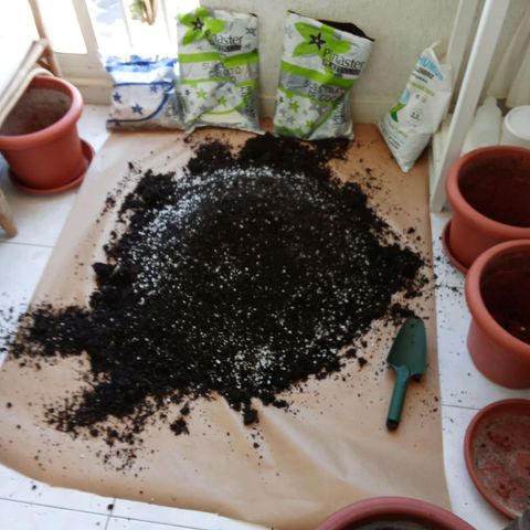 Sour Diesel Auto #1 growlog photo: Prepping the soil for the transplant later this week.