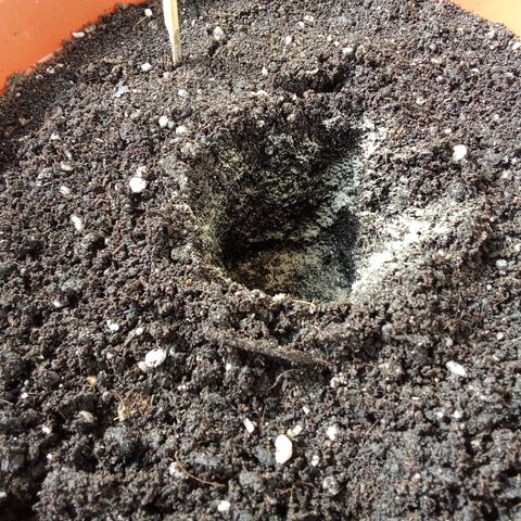 Sour Diesel Auto #1 growlog photo: Transplant day, added Mycorrhizae for enhanced root development.
