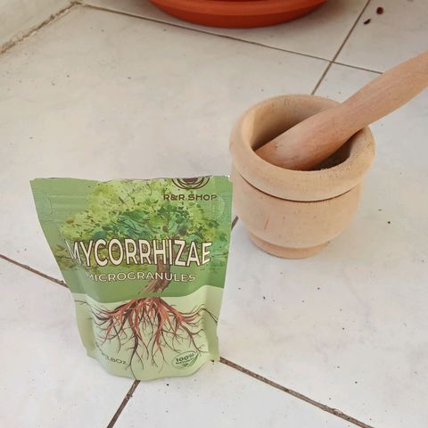 Sour Diesel Auto #1 growlog photo: Transplant day, added Mycorrhizae for enhanced root development.