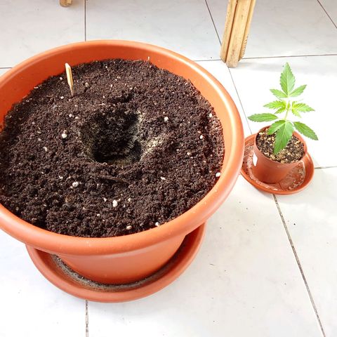Sour Diesel Auto #1 growlog photo: Transplant day, added Mycorrhizae for enhanced root development.