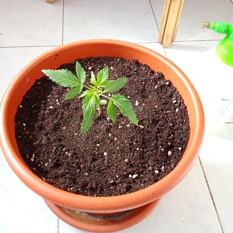 Sour Diesel Auto #1 growlog photo: Transplant day, added Mycorrhizae for enhanced root development.
