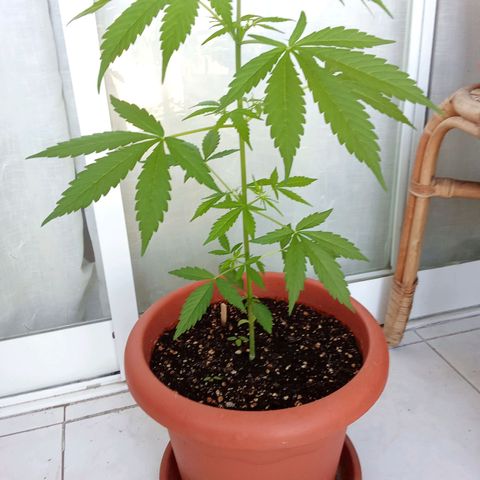 Sour Diesel Auto #1 growlog photo: 43 cm height measured from soil. Looking good!!