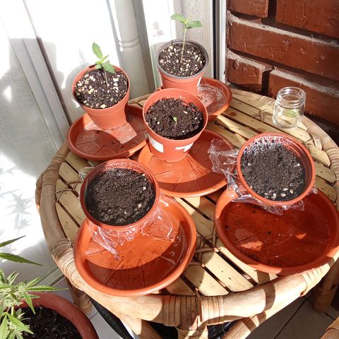 Sour Diesel Auto #2 growlog photo: The funky bunch chilling in the morning sun, they are loving it! 