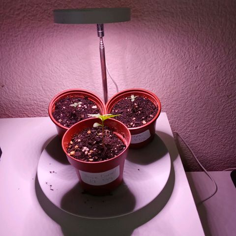 Sour Diesel Auto #2 growlog photo: Sour Diesel and two AKs under the growing light die to bad weather 
