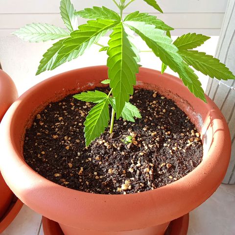 Sour Diesel Auto #2 growlog timeline photo