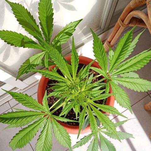 Sour Diesel Auto #1 growlog photo: Flowering stage is starting, you can already smell it a little bit 
