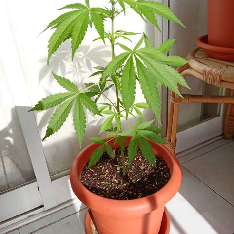 Sour Diesel Auto #1 growlog photo: Flowering stage is starting, you can already smell it a little bit 