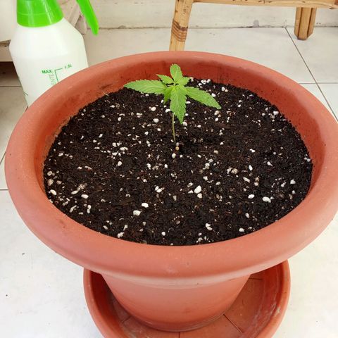 AK-49 Auto #1 growlog photo: Transplant of the two AKs, added Mycorrhizae for extra root development.