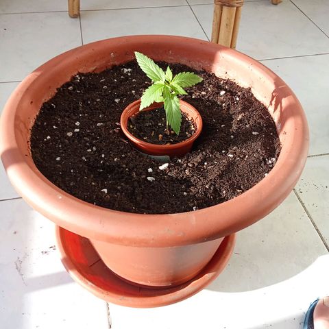 AK-49 Auto #1 growlog photo: Transplant of the two AKs, added Mycorrhizae for extra root development.