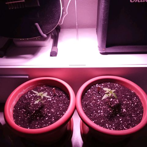 AK-49 Auto #2 growlog photo: AKs under the growing light at night to avoid grow stagnation after the transplant yesterday 
