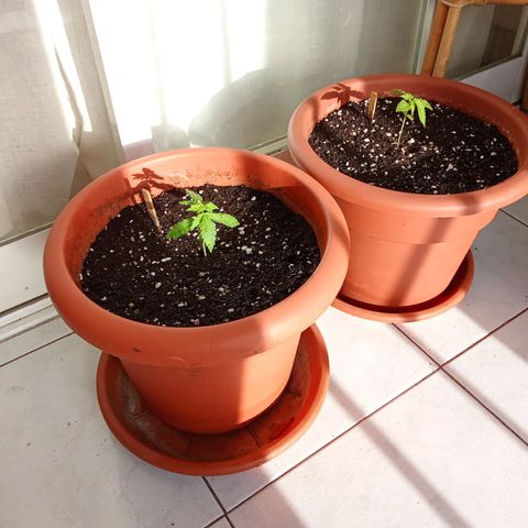AK-49 Auto #2 growlog photo: Transplant of the two AKs, added Mycorrhizae for better root development 