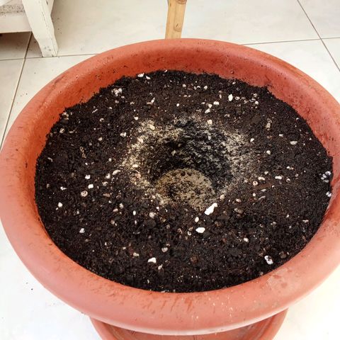 AK-49 Auto #2 growlog photo: Transplant of the two AKs, added Mycorrhizae for better root development 