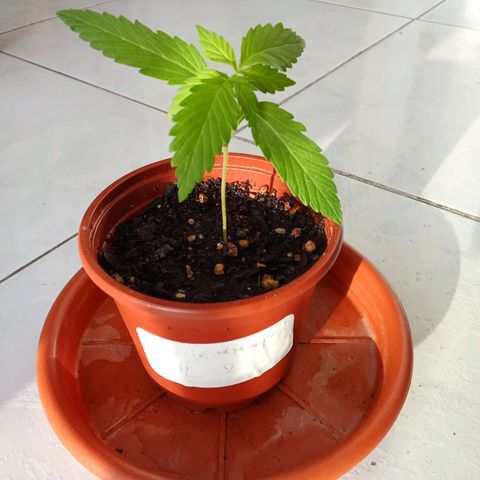 AK-49 Auto #2 growlog photo: Transplant of the two AKs, added Mycorrhizae for better root development 